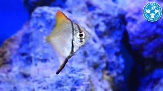 【チャーム】海水魚 ヒメツバメウオ Monodactylus argenteus ツバメウオ charm動画 [upl. by Forester]