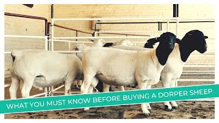 Dorper Sheep Price Revealed  Discover the Factors That Affect Prices [upl. by Clementius]