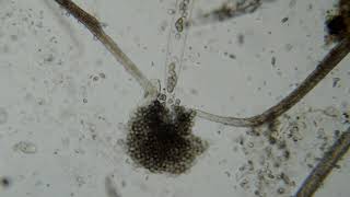 Water mold sporangium discharge HD [upl. by Hunfredo389]