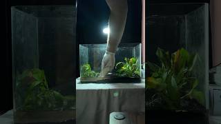 New Guppy Tank Setup [upl. by Notfa]