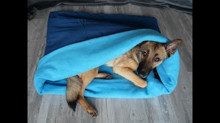 Kuschelsack Schlafsack für den Hund nähen DIY für Anfänger geeignet [upl. by Jolene]