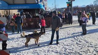 Iditarod Start 2024 Anchorage AK [upl. by Renfred475]