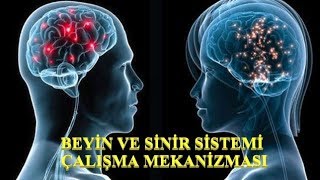 BEYİN VE SİNİR SİSTEMİ NASIL ÇALIŞIYOR [upl. by Debora940]