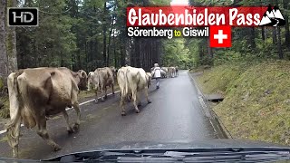 Sörenberg to Giswil via Glaubenbielen Pass and dodging cows  Scenic Drive Switzerland [upl. by Eceinehs352]