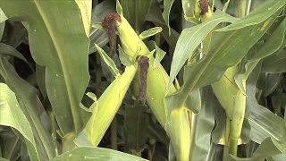 Georgia Corn Producers Plan For New Crop Year [upl. by Aubine654]