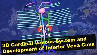 Cardinal Venous System  Development of Inferior Vena Cava [upl. by Nedah]