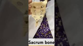 sacrum bone anatomy sacrum bone pain sacrum bone osteology sacrum [upl. by Malonis]