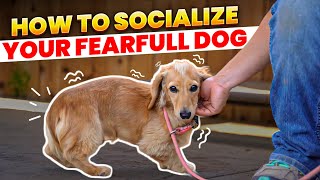 Master Socialization Techniques for Fearful Dogs with Bethany Preudhomme [upl. by Eimrej309]