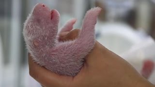 Newborn Panda Reunited With Mother  Panda Babies  BBC Earth [upl. by Esadnac]