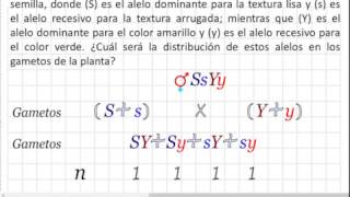 Problemas de genética distribución de los alelos en los gametos en un dihíbrido [upl. by Lacee129]