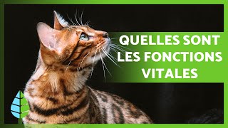 FONCTIONS VITALES des ÊTRES VIVANTS 🐻🌸 NUTRITION RELATION REPRODUCTION [upl. by Dyann]