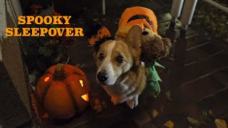 HALLOWEEN SLEEPOVER  Topi the Corgi [upl. by Anoved]