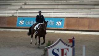 ♂ Scandale dIvraie jumping stallion AA by Laurier de Here [upl. by Irena]