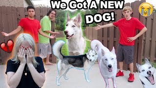 MY DOGS RAN AWAY I CRIED PRANK [upl. by Ahsenal]