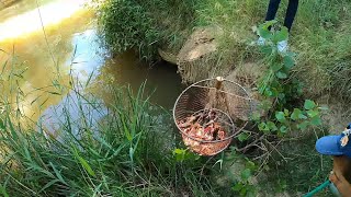 Vamos por cangrejos de rio 🦞 Cogemos cangrejos rojos americanos y cangrejos señales 🦞 [upl. by Enelam365]