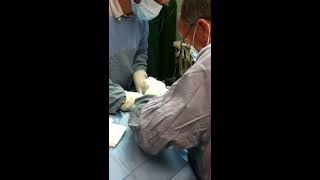 Heartworm surgery at Animal Medical Clinic of Goose Creek [upl. by Eniamerej]