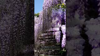 A Poem About The Wisteria Tunnel wisteria poetry [upl. by Egnalos]