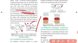 12 BIO BOTANY VECTYOR MEDIATED ENE TRANSFERSCREENING FOR RECOMBINANTS [upl. by Eillak738]