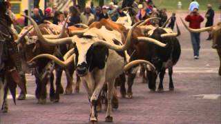 Fort Worth Cattle Drive [upl. by Chansoo]