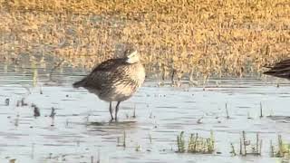 Whimbrel Numenius phaeopus Ledskär Uppland 11 July 2024 iPhone digiscoping [upl. by Waechter]