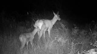 Dans les bois en Bourgogne part 2 des biches des faons animauxsauvages biche wildlife trailcam [upl. by Meelas]