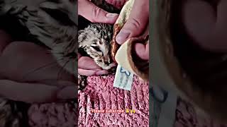 Heart warming cat rescue cat catrescue hearttouching heartwarming shorts petrescue catlover [upl. by Sokul]