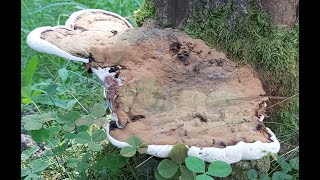 Lakownica spłaszczona Ganoderma applanatum [upl. by Eelreveb]