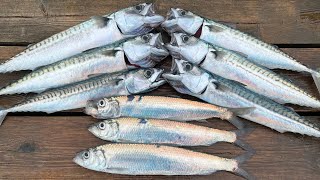 How to catch clean and cook Mackerel and Herring  Delicious and simple  The Fish Locker [upl. by Lemraj]