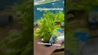 Ceratopteris Cornuta aquarium plants [upl. by Niroht114]