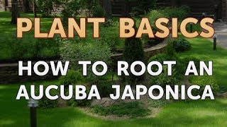 How to Root an Aucuba Japonica [upl. by Atinra]