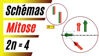 Comment schématiser les phases de la mitose dune cellule à 2n  4 chromosomes [upl. by Ayotahs361]