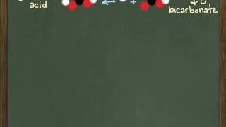 Carbonic Acid  Bicarbonate Buffer System [upl. by Courtenay]