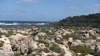 Visit to the Plant Microreserve of Phoenix theophrasti habitat type in Western Crete [upl. by Otaner361]