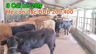 Mẹ con đực BBB 204tr  3 con cái BBB 20tr  Trại Bò Thành Trung [upl. by Takashi785]