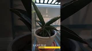 All My Sansevierias Sansevieriasunday sansevieriaplant snakeplant [upl. by Keyser442]