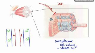 042 How Calcium ion release results in Muscle Contraction [upl. by Rekcut335]