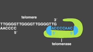 Telomere Replication [upl. by Nol439]