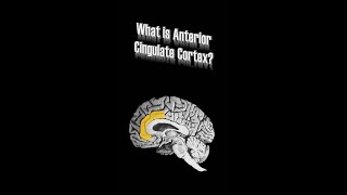 Anterior Cingulate Cortex ACC [upl. by Eentruoc191]