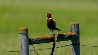 Pheasant Hunting Season Preview 2024  NDGF  09192024 [upl. by Aynekal65]