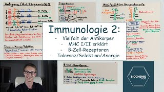 ERWORBENE ABWEHR MHC ANTIKÖRPERVIELFALT BTZELLSELEKTION  BiochemieNow Immunologische Reihe 2 [upl. by Cavanaugh]