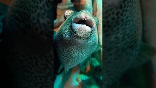 😱😱fish aquarium shortsfeed viralvideo ytshorts plzsubscribemychannel [upl. by Saxe587]