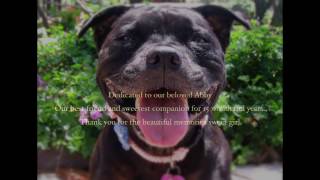 Abby The Staffordshire Bull Terrier Tribute [upl. by Jeannie]