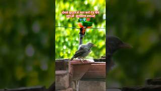 How to attract birds । Sparrow sound । Sparrow nest । Bird photography shorts [upl. by Ahsat]