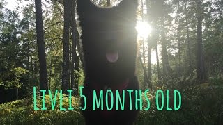 Livli  5 months old  SWEDISH LAPPHUND PUPPY [upl. by Siekram]