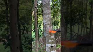 Tree Inoculation EXPLAINED [upl. by Ahsilrae]