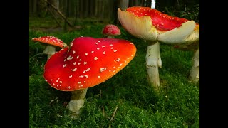 Avezvous Rêvé De Champignons Toxiques Pourris Manger Cuisiner Cueillir Recevoir Verts Géant [upl. by Mary]