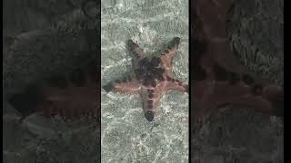 You think its just a plastic toy but its a real starfish 😁 starfish viral asmr shortvideo [upl. by Epuladaug]