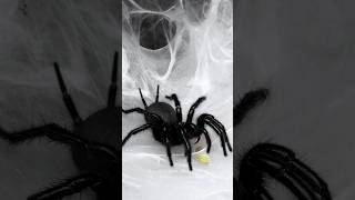 Funnel web spider ASMR Macrothele hungae eating a green banana roach Macrothele funnelwebspider [upl. by Anikes527]