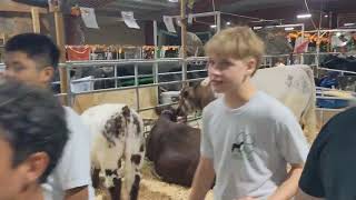 Caruthers Fair 2024 4H animals [upl. by Mitchell]