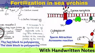 Sea Urchin Fertilization [upl. by Nova]